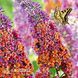 Буддлея Флауэр Пауэр (Buddleja davidii Flower Power) 20197 фото 2