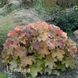 Гейхера Мега Карамель (Heuchera Mega Caramel) 20288 фото 1