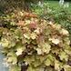 Гейхера Мега Карамель (Heuchera Mega Caramel) 20288 фото 2