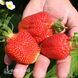 Полуниця великоплідна Джолі (Fragaria &times; ananassa Joly) 30013 фото 1