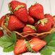 Полуниця великоплідна Джолі (Fragaria &times; ananassa Joly) 30013 фото 3