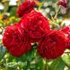 Троянда плетиста Бельканто (Rosa Belcanto) 50209 фото 2