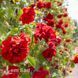 Троянда плетиста Бельканто (Rosa Belcanto) 50209 фото 3