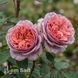 Роза английская Лоран Каброль (Rosa Laurent Cabrol) 50255 фото 2