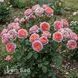 Роза английская Лоран Каброль (Rosa Laurent Cabrol) 50255 фото 1