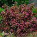 Вейгела квітуча Танго (Weigela florida Tango) 20247 фото 1