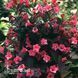 Вейгела квітуча Танго (Weigela florida Tango) 20247 фото 2