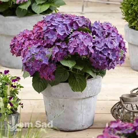 Гортензия крупнолистная Ред Бьюти Пёрпл (Hydrangea macrophylla Red Beauty Purple) 20361 фото