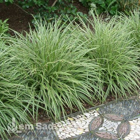 Осока Варієгата (Carex morrowii Variegata) 20061 фото