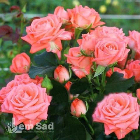 Троянда спрей Барбадос (Rosa Barbados) 50271 фото