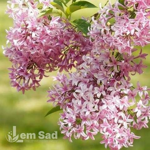 Бузок гіацинтоквітний Каліфорнія Роуз (Syringa x hyacinthiflora California Rose) 20221 фото