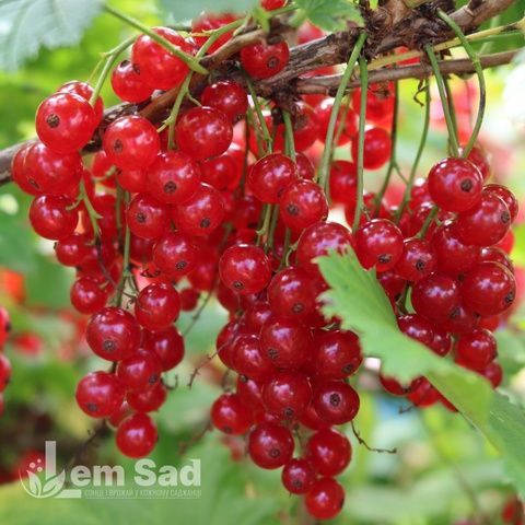 Порічка червона Львів'янка (Ribes rubrum Lvivyanka) 30169 фото