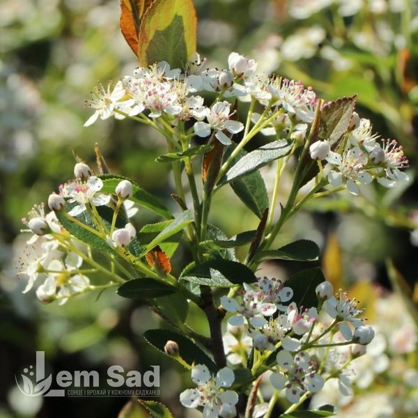 Аронія чорноплідна Неро (Aronia melanocarpa Nero) 20119 фото