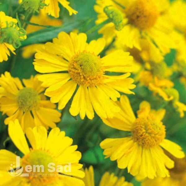 Геленіум осінній Маріачі Сомбреро (Helenium Mariachi Sombrero) 20312 фото