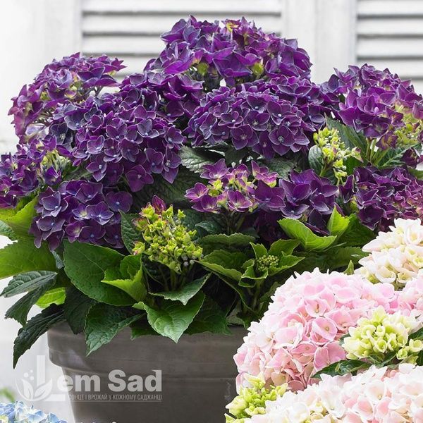 Гортензія великолиста Ред Б&rsquo;юті Перпл (Hydrangea macrophylla Red Beauty Purple) 20361 фото