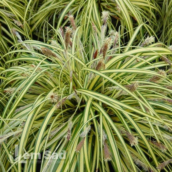 Осока Варієгата (Carex morrowii Variegata) 20061 фото