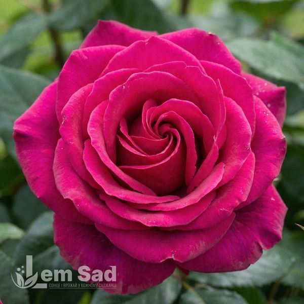 Троянда чайно-гібридна Гоша (Rosa Gotcha) 50245 фото