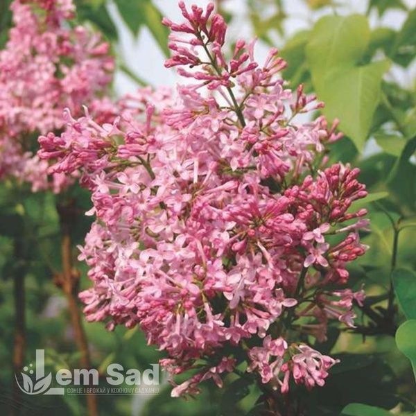 Бузок гіацинтоквітний Каліфорнія Роуз (Syringa x hyacinthiflora California Rose) 20221 фото