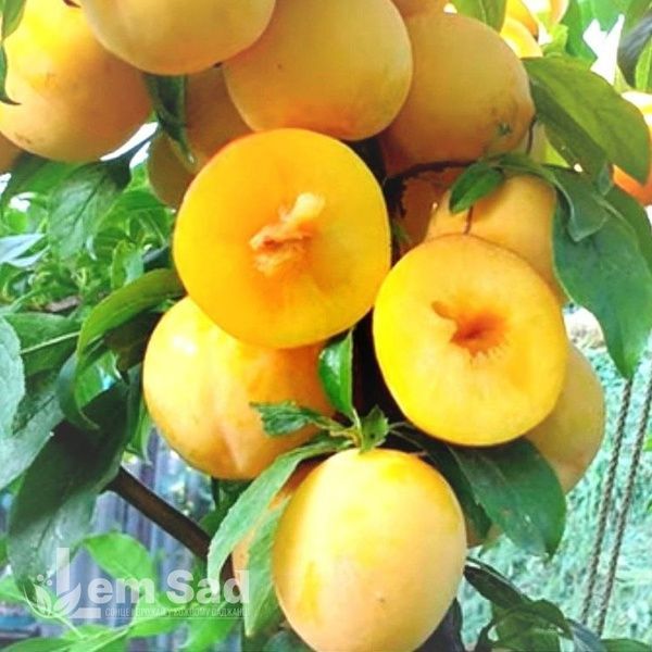 Слива Диплоїдна То-че-сан (жовта) 10082 фото