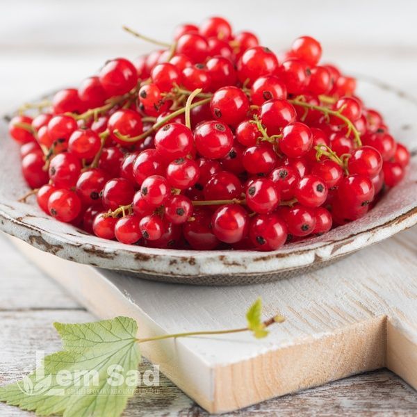 Порічка червона Львів'янка (Ribes rubrum Lvivyanka) 30169 фото