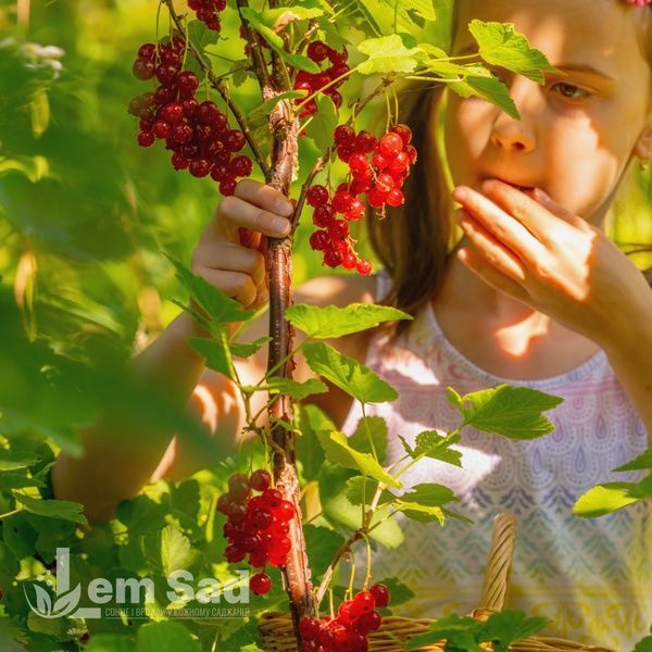 Порічка червона Львів'янка (Ribes rubrum Lvivyanka) 30169 фото