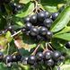 Аронія чорноплідна Неро (Aronia melanocarpa Nero) 20119 фото 1