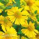Геленіум осінній Маріачі Сомбреро (Helenium Mariachi Sombrero) 20312 фото 2
