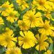 Геленіум осінній Маріачі Сомбреро (Helenium Mariachi Sombrero) 20312 фото 1
