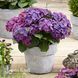 Гортензія великолиста Ред Б&rsquo;юті Перпл (Hydrangea macrophylla Red Beauty Purple) 20361 фото 1