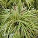 Осока Варієгата (Carex morrowii Variegata) 20061 фото 2