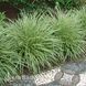 Осока Варієгата (Carex morrowii Variegata) 20061 фото 1