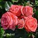 Троянда спрей Барбадос (Rosa Barbados) 50271 фото 3