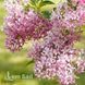 Бузок гіацинтоквітний Каліфорнія Роуз (Syringa x hyacinthiflora California Rose) 20221 фото 1