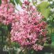 Бузок гіацинтоквітний Каліфорнія Роуз (Syringa x hyacinthiflora California Rose) 20221 фото 2