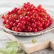 Порічка червона Львів'янка (Ribes rubrum Lvivyanka) 30169 фото 3