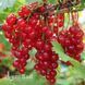 Порічка червона Львів'янка (Ribes rubrum Lvivyanka) 30169 фото 1