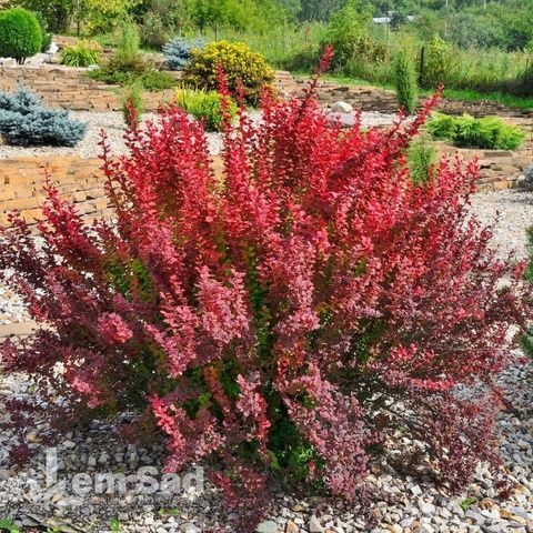 Барбарис Тунберга Чикита (Berberis thunbergii Chiquita) 20138 фото