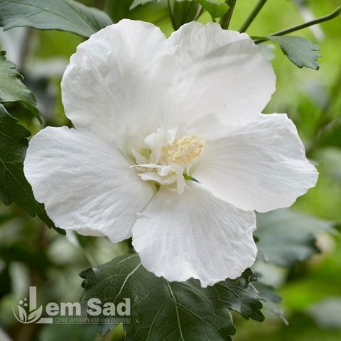 Гібіскус сирійський Флауер Тауер Вайт (Hibiscus syriacus Flower Tower White) 20322 фото