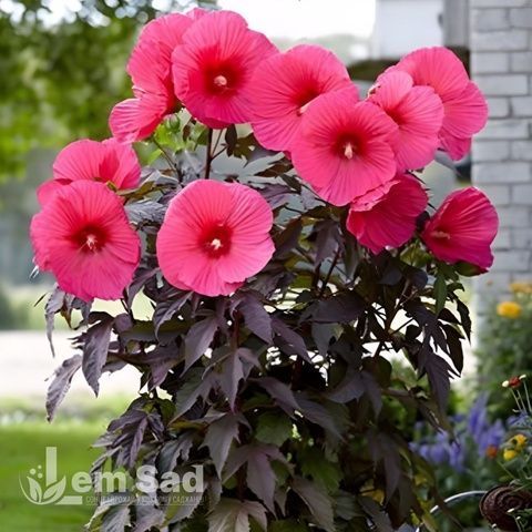 Гібіскус трав'янистий (Hibiscus moscheutos) 10100 фото
