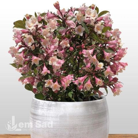 Вейгела цветущая Винтаж Лав (Weigela florida Vintage Love) 20248 фото