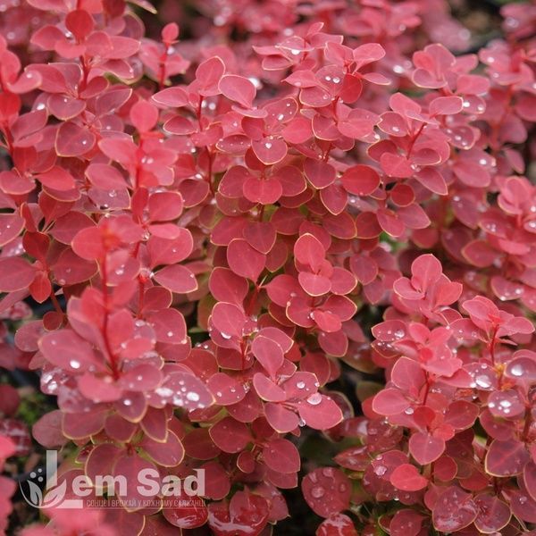 Барбарис Тунберга Чикита (Berberis thunbergii Chiquita) 20138 фото