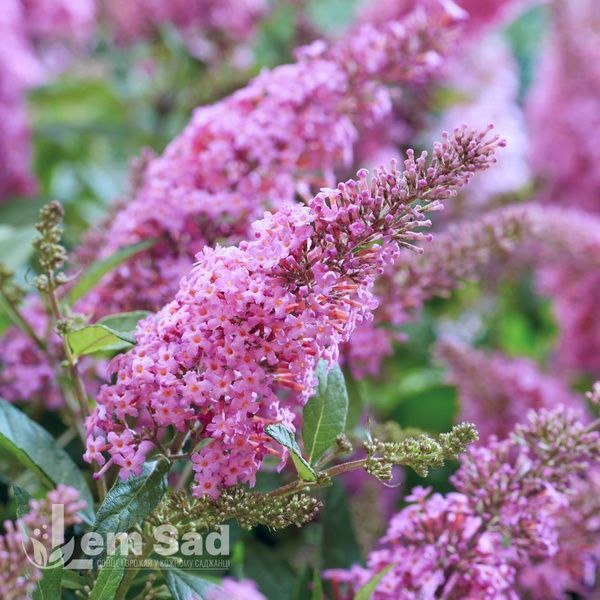 Буддлея Флаттербай Пинк (Buddleja davidii Flutterby Pink) 20198 фото