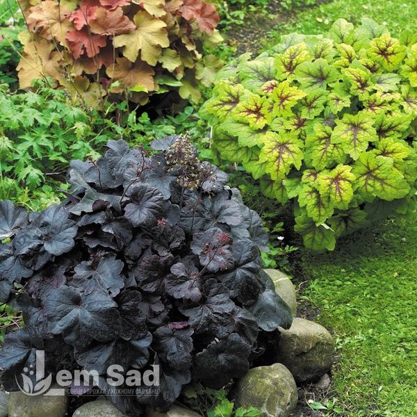 Гейхера Обсідіан (Heuchera Obsidian) 20289 фото