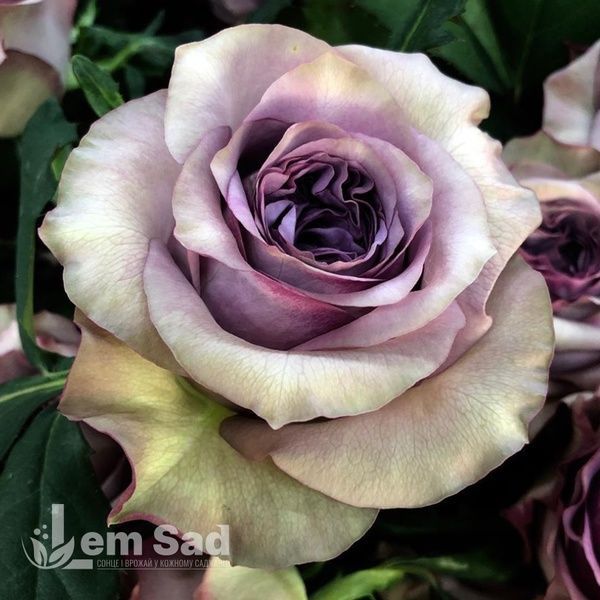 Роза чайно-гибридная Дольчетто (Rosa Dolcetto) 50006 фото