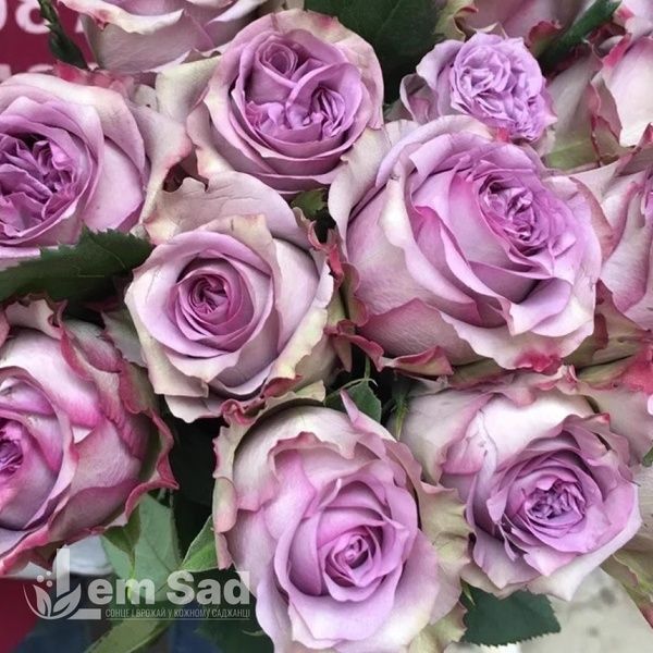 Роза чайно-гибридная Дольчетто (Rosa Dolcetto) 50006 фото