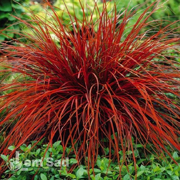 Унцінія Еверфлейм (Uncinia rubra Everflame) 20089 фото