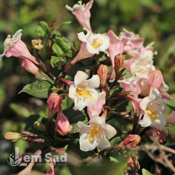 Вейгела цветущая Винтаж Лав (Weigela florida Vintage Love) 20248 фото