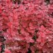 Барбарис Тунберга Чикита (Berberis thunbergii Chiquita) 20138 фото 2