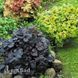 Гейхера Обсідіан (Heuchera Obsidian) 20289 фото 2