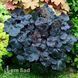 Гейхера Обсідіан (Heuchera Obsidian) 20289 фото 1